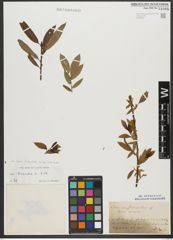 Foto von Salix triandra subsp. triandra L.